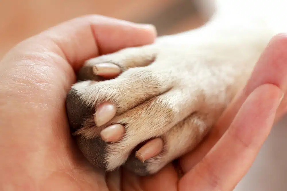 Grief Coach for Pet Loss Certification A Guide to Building a Meaningful Career
