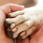 Grief Coach for Pet Loss Certification A Guide to Building a Meaningful Career