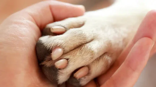 Grief Coach for Pet Loss Certification A Guide to Building a Meaningful Career