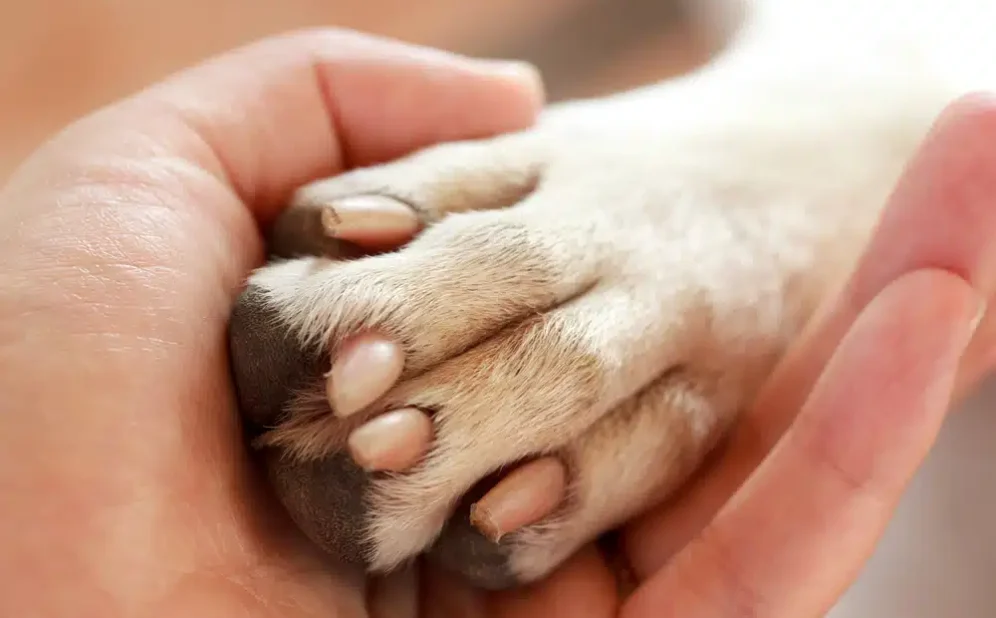 Grief Coach for Pet Loss Certification A Guide to Building a Meaningful Career